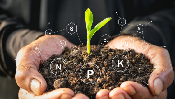 Corn seedlings in the hands of agricultural men and have technology icons about minerals in the soil around.