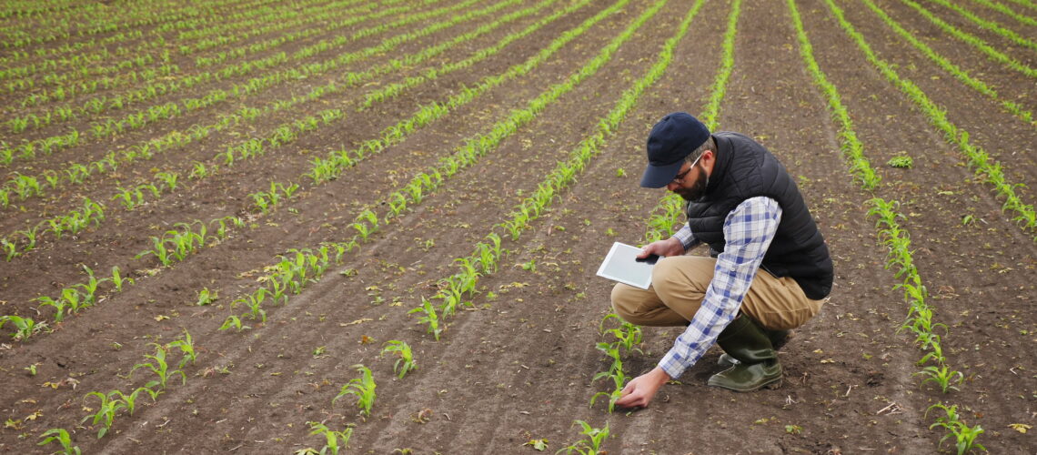 Farmer uses digital tablet to inspect young green corn plants in cultivated field growth.