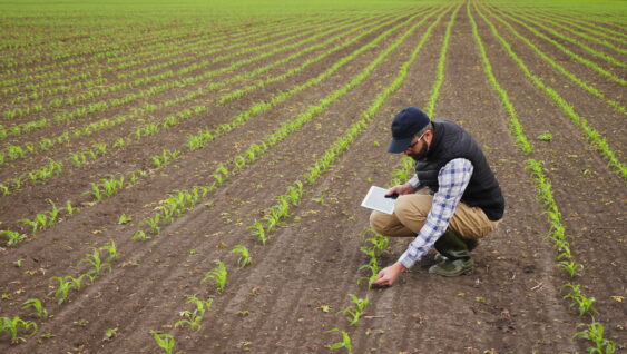 Farmer uses digital tablet to inspect young green corn plants in cultivated field growth.
