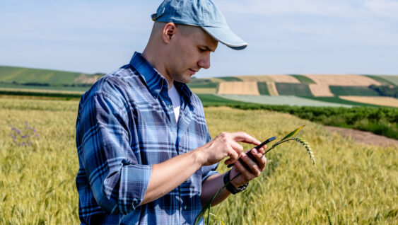 Farmer standing in the wheat field estimating the yield.