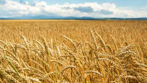 Field of wheat ears, wheat background.