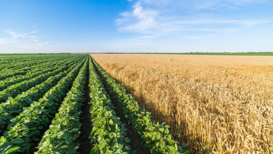 Green soybean field alongside of ripe wheat.