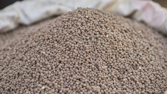 Diammonium phosphate (DAP) fertilizers in fertilizer bag.