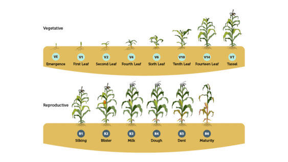 An infographic of Corn development and growth staging from emergence to maturity.