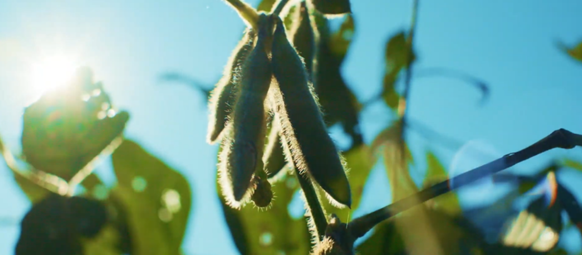 A close up of maturing green soybeans.