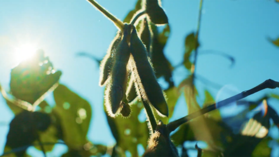 A close up of maturing green soybeans.