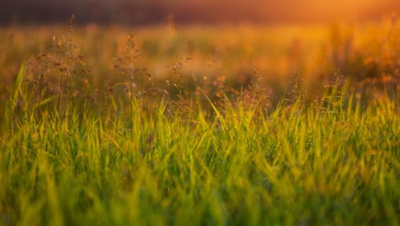 Red hue from sunset over grass and forage crops in field.