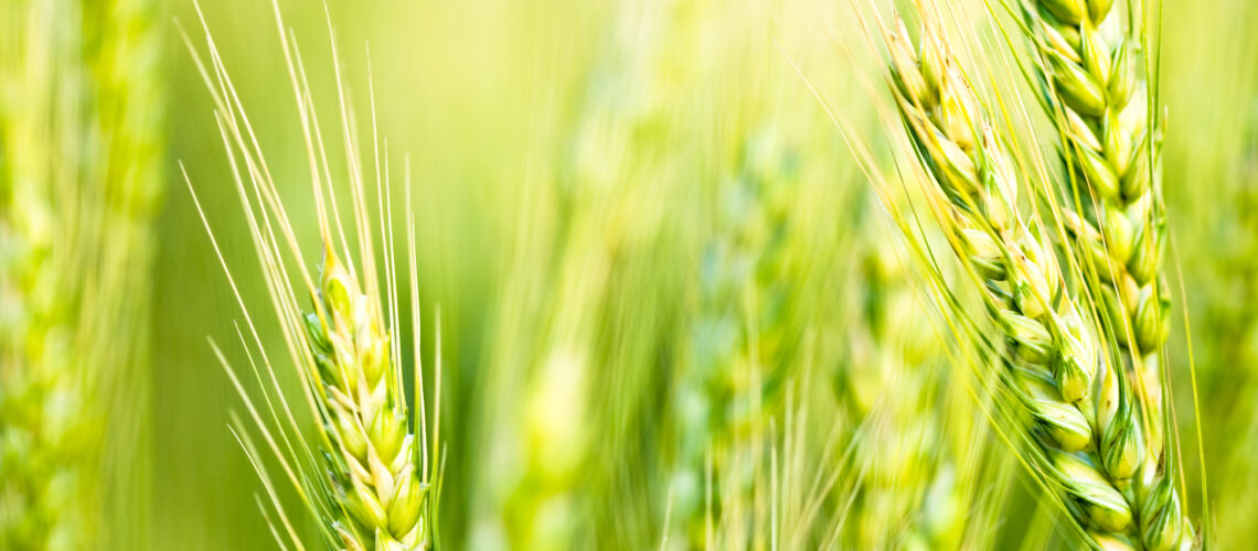 A close up of green spring wheat.