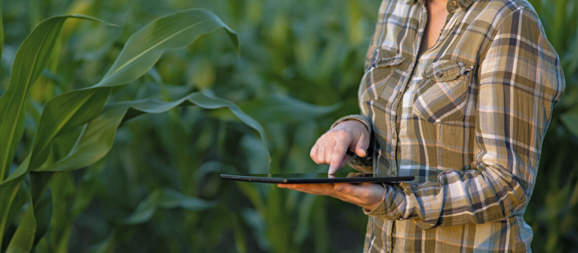 An agronomist with a tablet computer in a corn field.