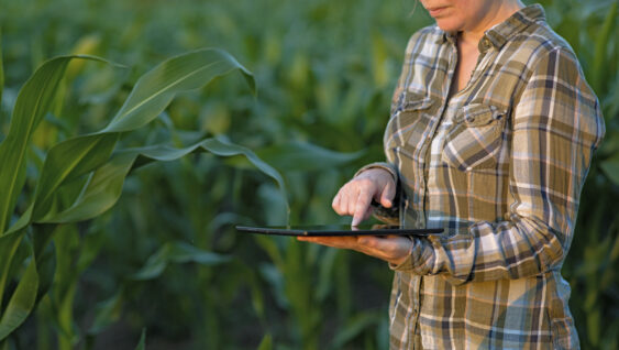 An agronomist with a tablet computer in a corn field.