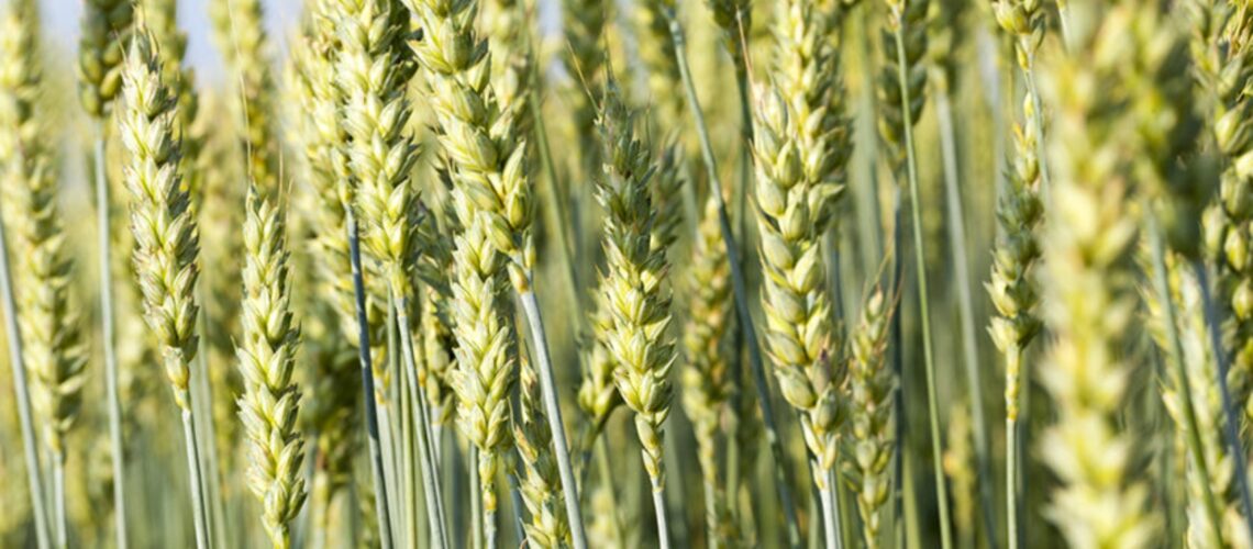 Agricultural field with green triticale ears before ripening and harvesting, close-up.
