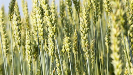 Agricultural field with green triticale ears before ripening and harvesting, close-up.