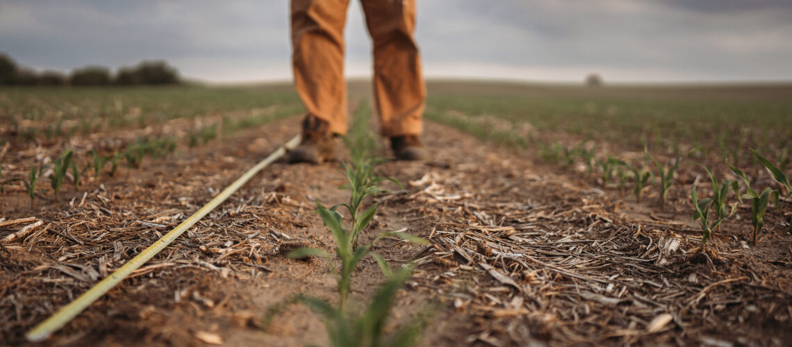male farmer walking corn field in early spring with young corn seedlings sprouting through the soil