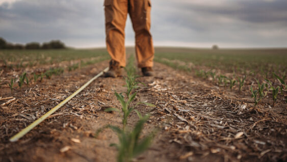 male farmer walking corn field in early spring with young corn seedlings sprouting through the soil
