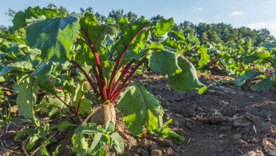 Rows of sugar beet in field. Rural scene. Crop and farming.
