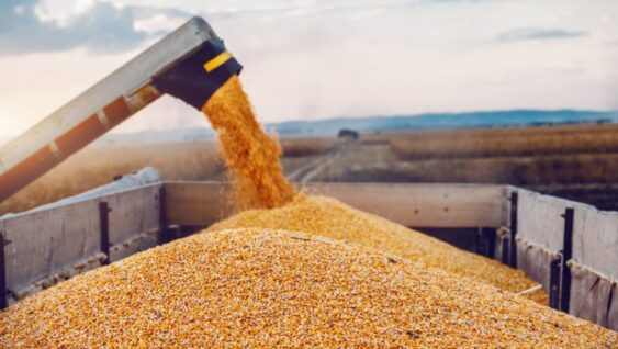 Machine for separating corn grains working on field and filling tractor trailer with corn.