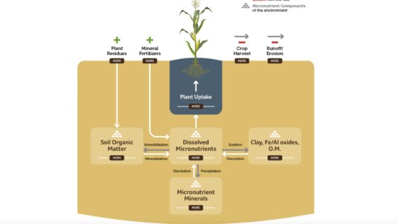 A diagram of micros transformation in soil from micronutrient minerals in the soil to runoff and erosion.