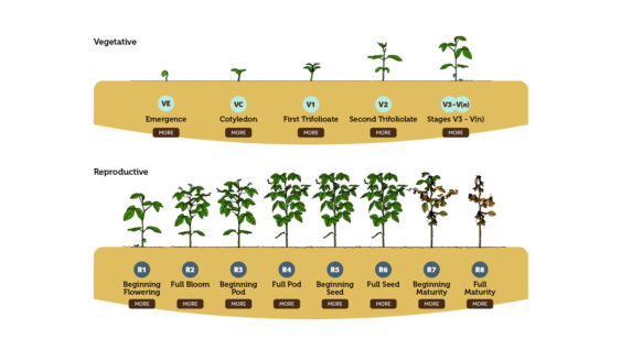 An infographic of Soybean development and growth staging from emergence to full maturity.