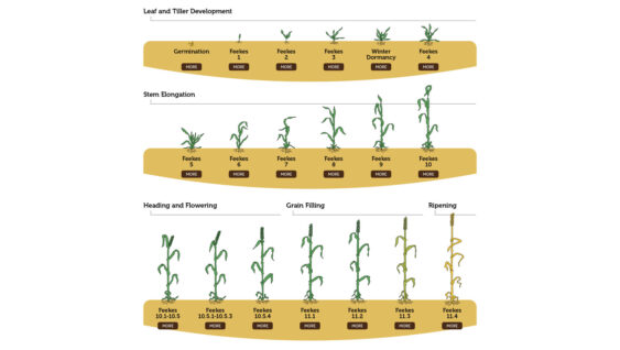 An infographic of Wheat Growth Stages from germination to Feekes 11.4.