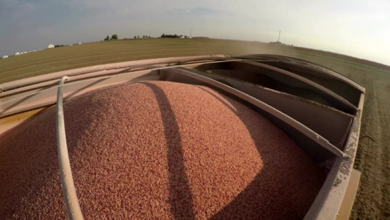 Four Reasons To Consider Annual Potassium Application