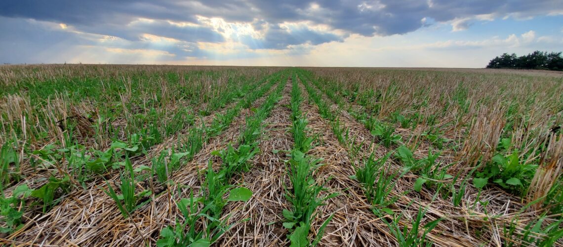 Cover crops in soybean field