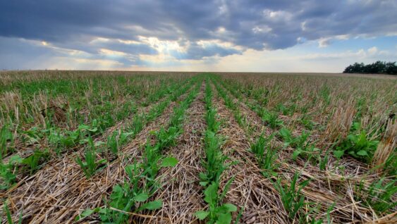 Cover crops in soybean field