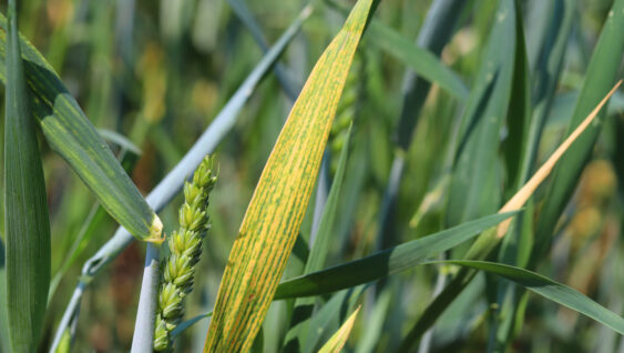 Cereal diseases, wheat diseases. Magnesium deficiency in wheat.