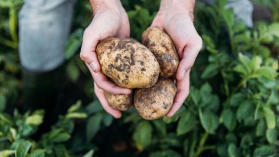 A farmer with two handfuls of dirty potatoes.