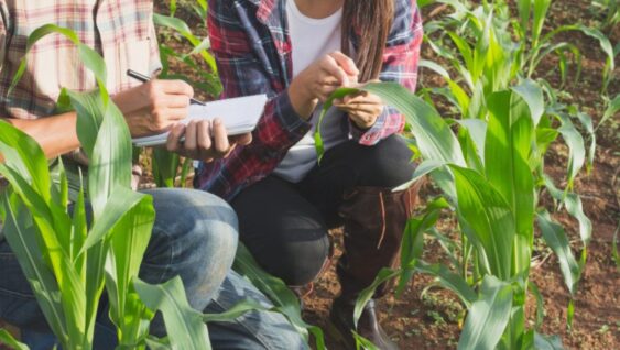 Two agronomists examining leaves in a corn field.