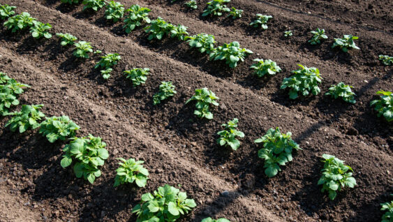 Rows of young potato plants on the field - selective focus, copy space, low angle view.