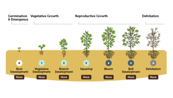 A Cotton Development and Growth Staging Infographic from root development to defoliation.