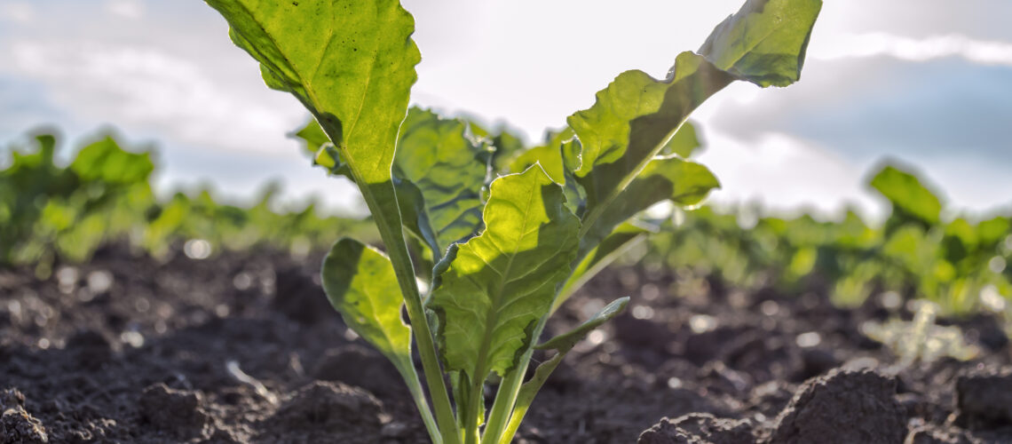 A young Sugarbeet growing in healthy soil in the sunlight.