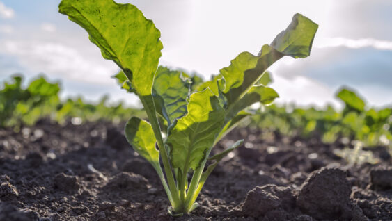 A young Sugarbeet growing in healthy soil in the sunlight.