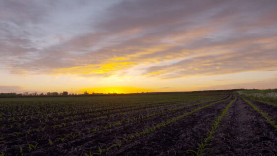 Key Growing States See Declining Soil Potassium Levels