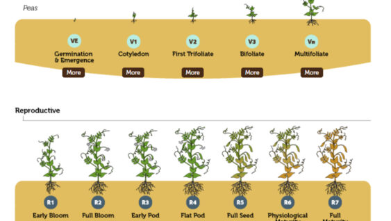 A diagram of pulses development and growth staging from germination and emergence to full maturity.