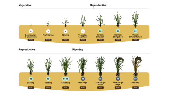 A diagram of rice growth from germination to maturity.