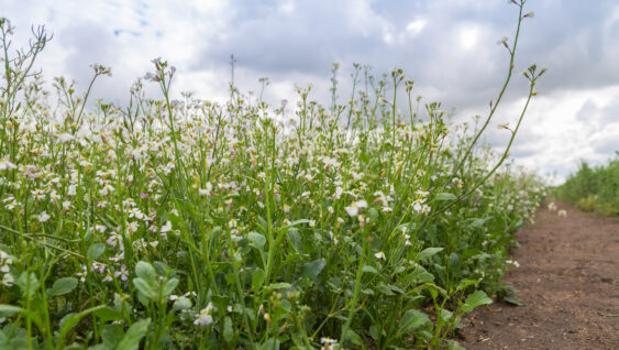 Oilseed Radish Cover Crop