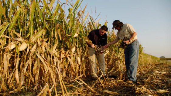 Banded Fertilizer in Corn Crops