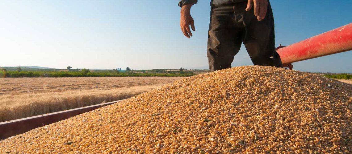 A farmer standing in a pile of grains during grain harvest.