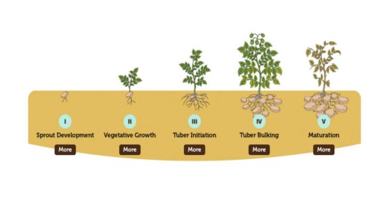 A diagram of potato development and growth staging from sprout development to maturation.