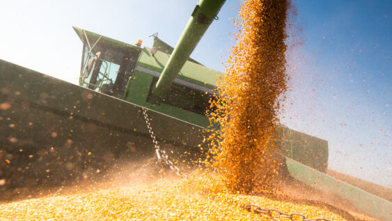Pouring corn grain into tractor trailer after harvest at field.