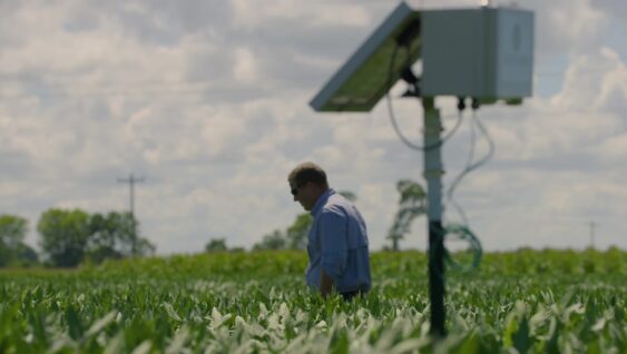 An agronomist walking through a field of waist high crops.