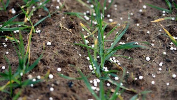 Fertilizer granules spread out over soil with small plants growing.