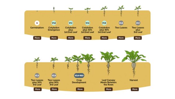 A diagram of sugarbeet development and growth staging from germination to harvest.