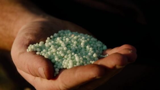 A farmer's hand holding a pile of fertilizer pellets.