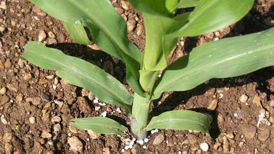 Tall green corn plant in soil. Top view. Fertilizer granules surrounding base of plant.