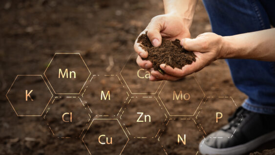 An agronomist testing rich soil outdoors, closeup, with nutrient graphics.