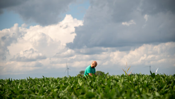 Agronomist in dense soybean field. Examining plants for nutrient deficiency. cloudy blue sky.