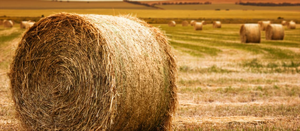 A large bale of hay, closeup. more hay bales and evening farm landscape in background.