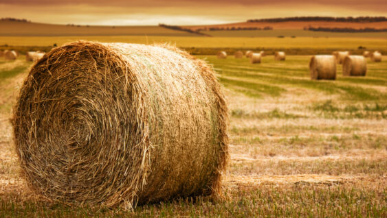 A large bale of hay, closeup. more hay bales and evening farm landscape in background.